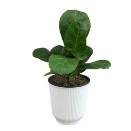 Altman Plants Fiddle Leaf Fig Ficus Tree Live Plant Decor, Real House Plant with 4 Inch White Plastic Plant Pot, Desk Plant & Office Plant, Grown in Indoor Plant Potting Soil Mix, Easy Plant Gift