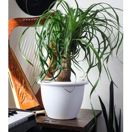 The HC Companies 14 Inch Sevilla Round Self Watering Planter - Decorative Lightweight Plastic Plant Pot for Indoor Outdoor Plants Flowers Herbs, White