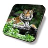 1 x Square Coaster - Bengal Tiger Big Cat Wild
