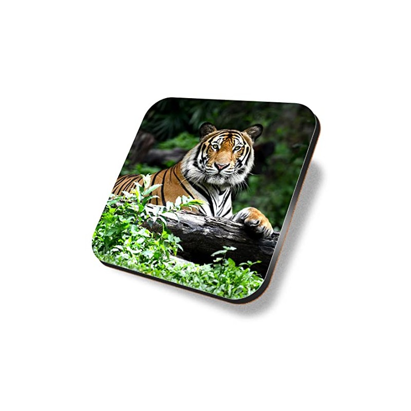 1 x Square Coaster - Bengal Tiger Big Cat Wild