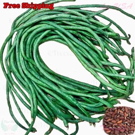 Treevale DARK GREEN Yardlong Bean, Asparagus Bean, Snake Bean, Chinese Long Bean Seeds - 10 Seeds No Tracking