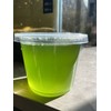 Green Water Culture, Matured Living Algae & Organisms, Nutritionally Dense