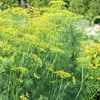 Little Seed Store 301+MAMMOTH Long Island DILL Seeds Native Culinary