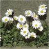 Seed Needs, White English Daisy (Bellis perennis) Twin Pack of