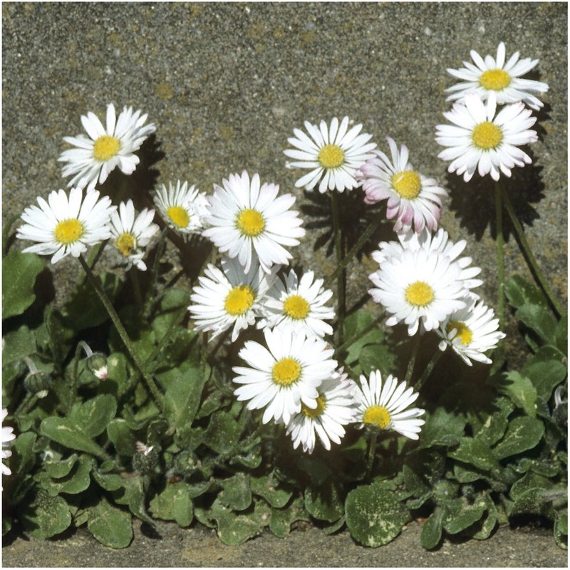 Seed Needs, White English Daisy (Bellis perennis) Twin Pack of