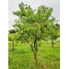 Peach Tree Candor Peach 5 Gallon Due to Agricultural Laws,