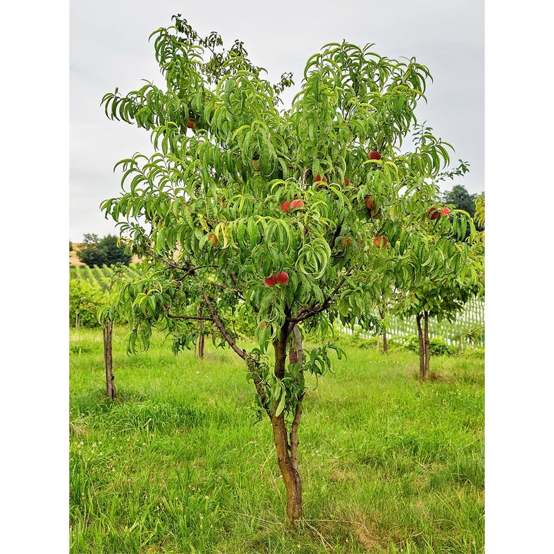 Peach Tree Candor Peach 5 Gallon Due to Agricultural Laws,