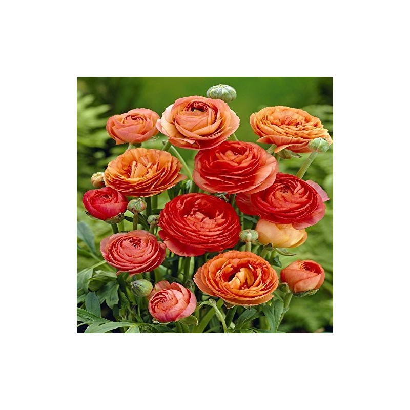 Ranunculus asiaticus Orange - 10 Flower Bulbs