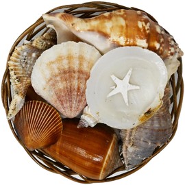 Beautiful Mixed Shell Basket - Basket of Shells - Starfish - 3 sizes (4 inch)
