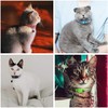 Cat Collar, Pack of 4 Reflective Cat Collars with Bell,