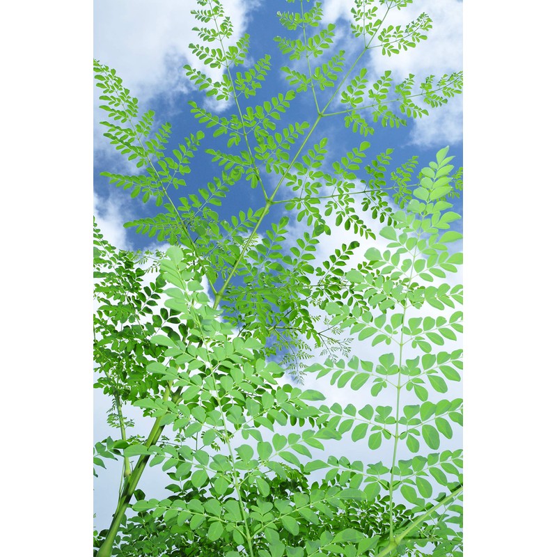 Uses 100% Moringa Leaf from Kumamoto Prefecture. 3.5 oz (100