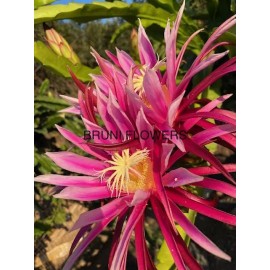 Cactus Bruni Dragon Fruit 2 cuts 8"to12"