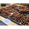 Hardy Chicago Organic Fig Tree 3 Cuttings ---Hardy Chicago