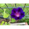 Morning Glory Grandpa OTT Nice Garden Flower by Seed Kingdom