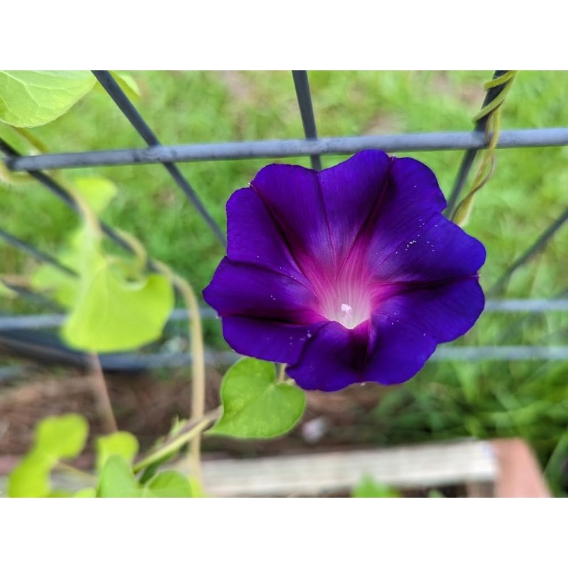 Morning Glory Grandpa OTT Nice Garden Flower by Seed Kingdom