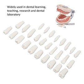 28 Piezas de Dientes Extraíbles, Diseño Extraíble de Plástico Duradero, Dientes Postizos para Estudio de Enseñanza de Tipodonto, Modelo de Aprendizaje de Dientes de Repuesto