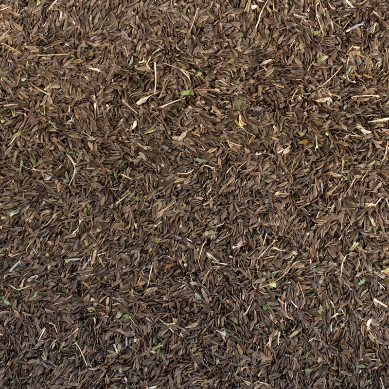 Palm Beach Medicinal Herbs - Prickly Wild Lettuce (Lactuca serriola)