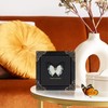 Polyura Nepenthes Butterfly Framed Decoration - Handmade Taxidermy Butterfly Shadow
