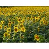 Fukkaen Seedlings, Sunflower Seeds (Russian Sunflower for Landscape) 0.3 gal