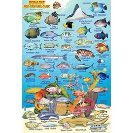 Bonaire Reef Creatures Waterproof Fish Card 4" x 6"