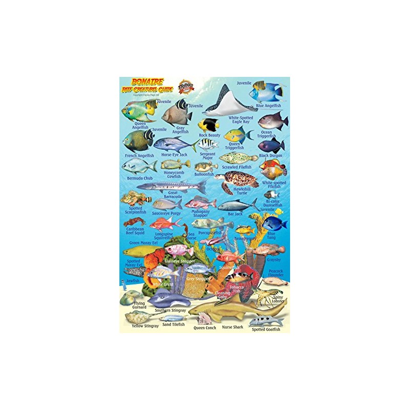Bonaire Reef Creatures Waterproof Fish Card 4" x 6"