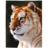 HommomH 60"x80" Golden Tiger Blanket Animal Print Soft Fuzzy Plush