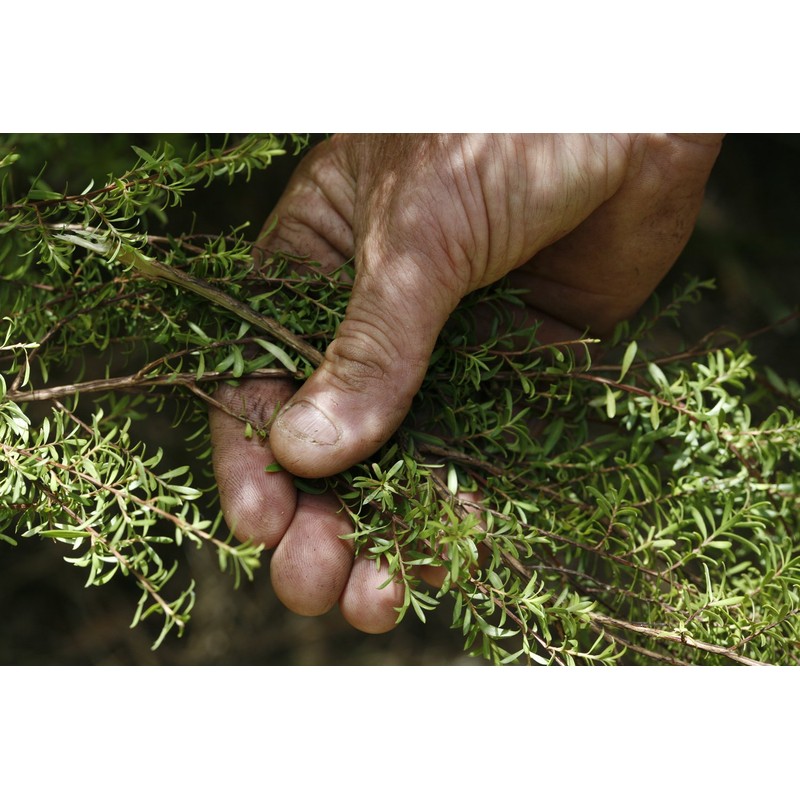 Earths Botanics GARDENERS(ガーデナーズ) リフレッシングハンドウォッシュ 425ml