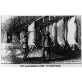 Special Label Photo:Hog - Slaughtering: the "Cooling" Room