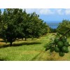 Nuez De Macadamia Con Proteínas, Mxmmn-002, 1kg, Natural, N