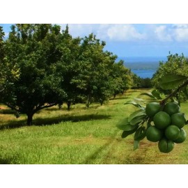 Nuez De Macadamia Con Proteínas, Mxmmn-002, 1kg, Natural, N                                                                                           