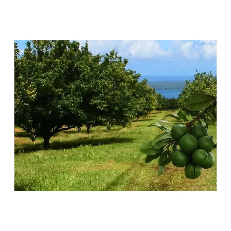 Nuez De Macadamia Con Proteínas, Mxmmn-002, 1kg, Natural, N