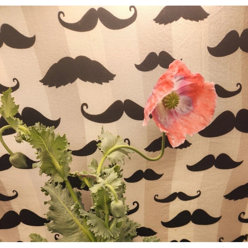 Izmir Poppy TRUE Izmir Asian OB Poppy Seed (Papaver S.)