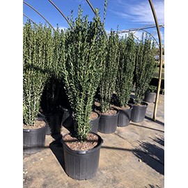 Ilex crenata 'Sky Pencil' Holly (3 Gallon)