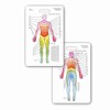 Neuro Dermatome Diagram Vertical Badge ID Card Pocket Reference Guide