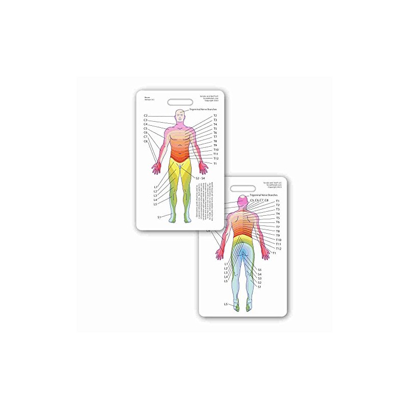 Neuro Dermatome Diagram Vertical Badge ID Card Pocket Reference Guide