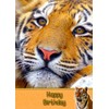 Tiger Birthday Card