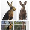 2 Pcs Surprised Bunny - Funny Surprised Bunny Cute Window