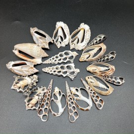 PEPPERLONELY 20 PC Center Cut Assorted Mixed Medium Sea Shells, 1-1/2 Inch ~ 2-1/2 Inch