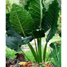40 Colocasia Seeds, Tropical Elephant Ear Plants for Lush Green Foliage, Easy-to-Grow Ornamental for Indoor Pots & Outdoor Gardens, Bold Foliage for Landscaping & Decorative Planting