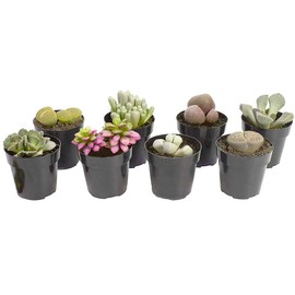 Altman Plants Assorted Live Mini Mimicry Rock Succulents Unique Colorful lithops pleiospilos faucaria, 2.5", 8 Pack