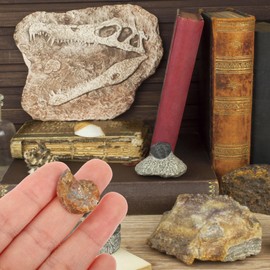 VILLCASE Pack of 2 Ammonite Fossils Animal Fossils Collection Paleontology Fossils Sample Science Sample Snails Ammonite Ornaments for Biological Science Educational Teaching Props