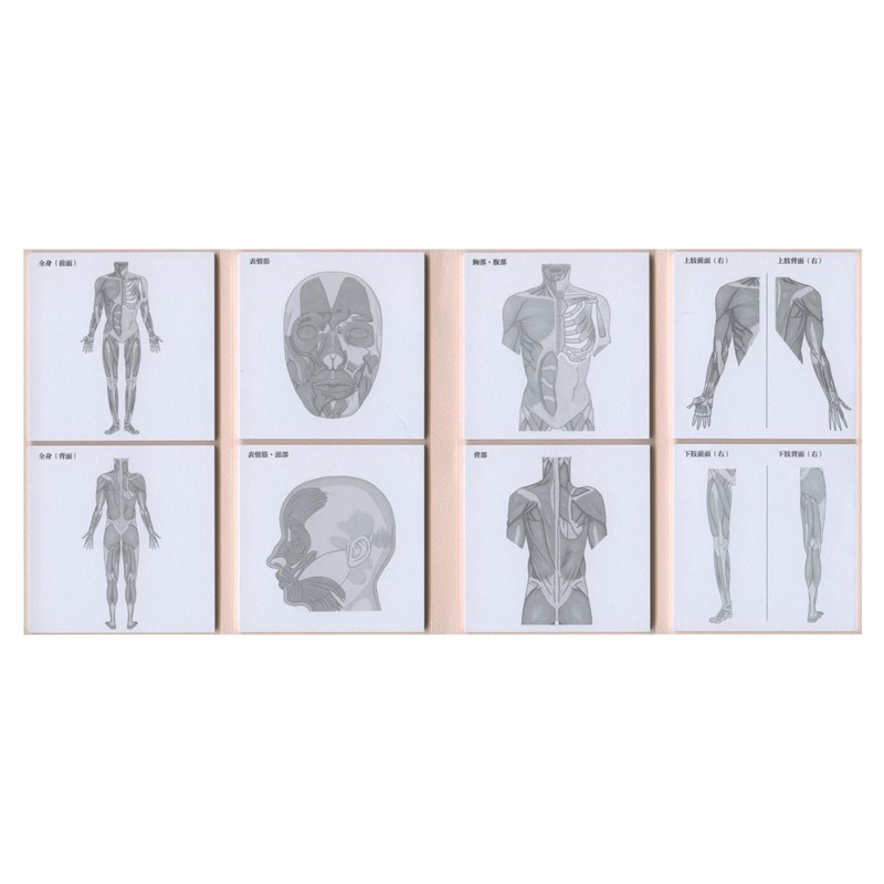 Paper Seasons FS-SST008 Sticky Note Study Tips [Muscle] Sticky Notes