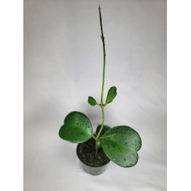 Hoya Kerrii with Heartshape Leaves Live Hoya Plant Great Gift for Mothers and Loved Ones Sweetheart Hoya Live Plant (Hoya Kerrii in 4" Pot, 2-3 Leaves Plant)