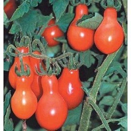 Tomato RED Pear Great Heirloom Garden Vegetable 100 Seeds