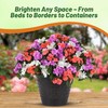 Outsidepride Xtreme Pastel Mix Impatiens Flower Seeds - 75 Pcs