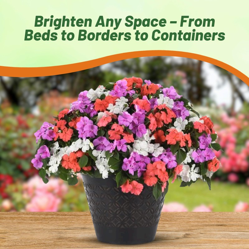 Outsidepride Xtreme Pastel Mix Impatiens Flower Seeds - 75 Pcs