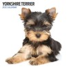 Yorkshire Terrier 2025 Modern Calendar