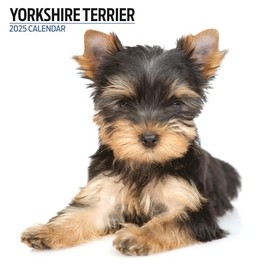 Yorkshire Terrier 2025 Modern Calendar