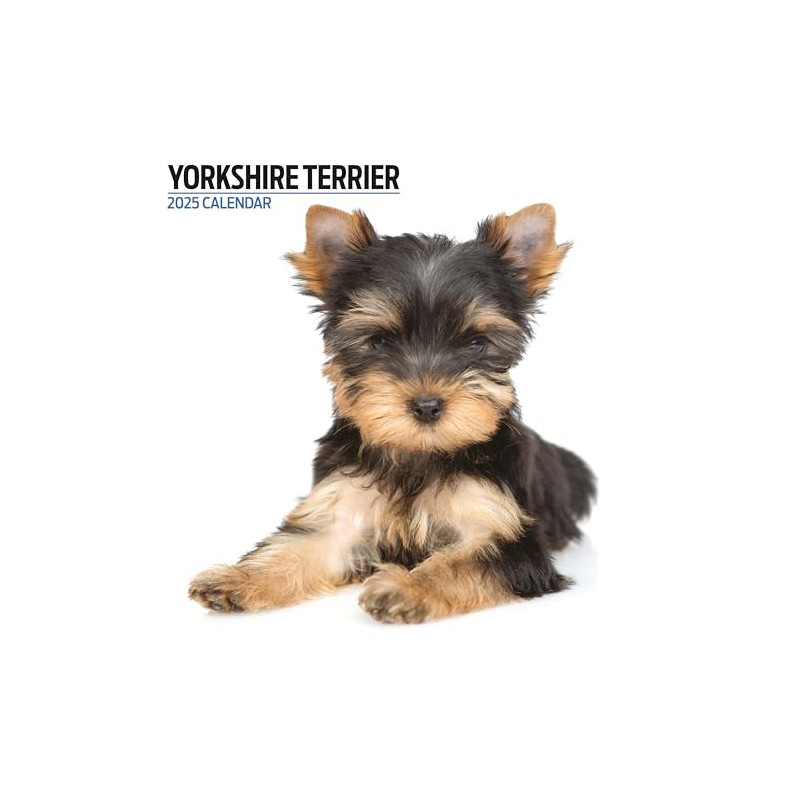 Yorkshire Terrier 2025 Modern Calendar