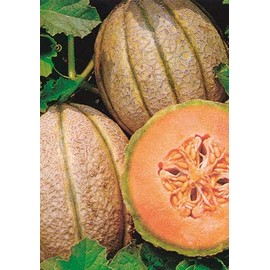 Salerno Seeds Melon Cantaloupe Retato Degli Ortolani 4 Grams Made in Italy Italian Non-GMO